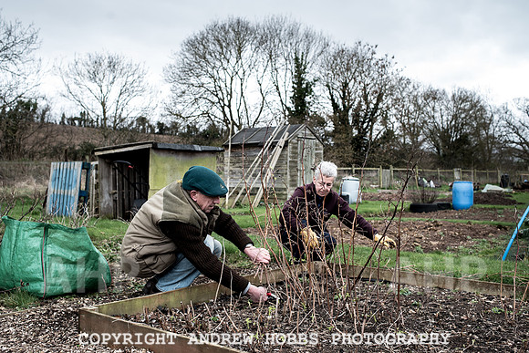 Williton Allotment-6961