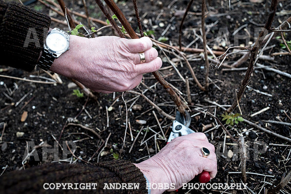 Williton Allotment-6963