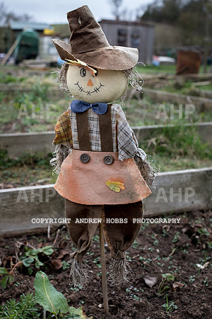 Williton Allotment-6965
