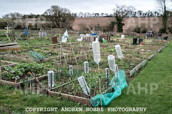 Williton Allotment-6966