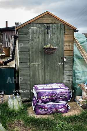 Williton Allotment-6967