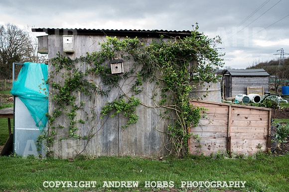 Williton Allotment-6968