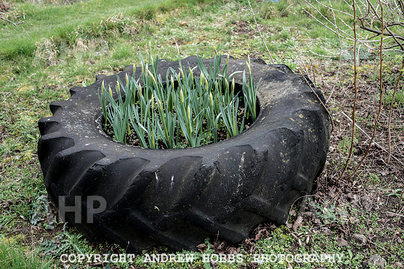 Williton Allotment-6972