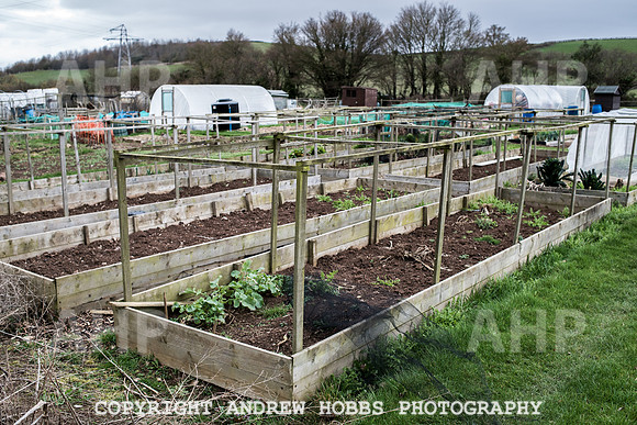 Williton Allotment-6973