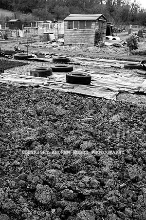 Williton Allotment-6974