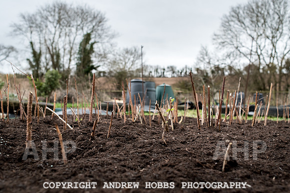 Williton Allotment-6975