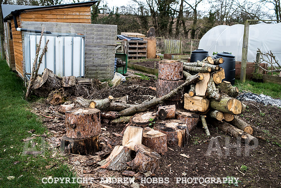 Williton Allotment-6978