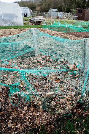 Williton Allotment-6979