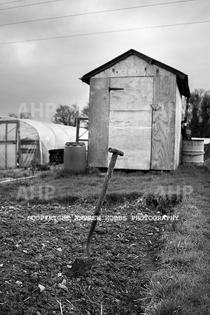 Williton Allotment-6982