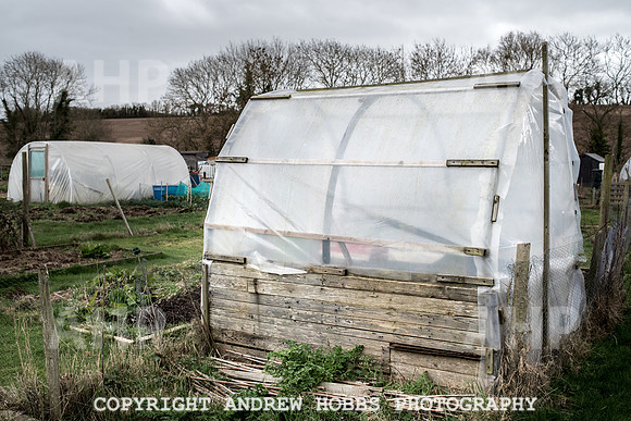 Williton Allotment-6989