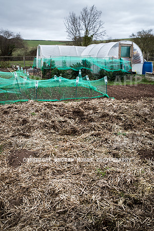 Williton Allotment-6992