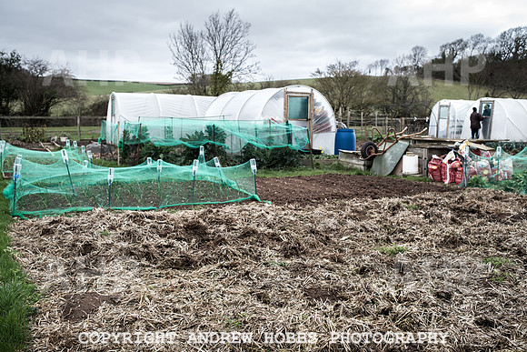 Williton Allotment-6993