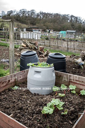 Williton Allotment-6998