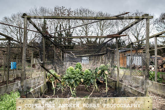 Williton Allotment-7002