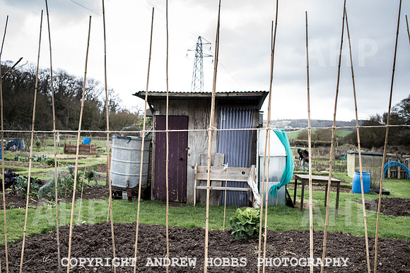 Williton Allotment-7010