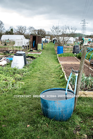 Williton Allotment-7014