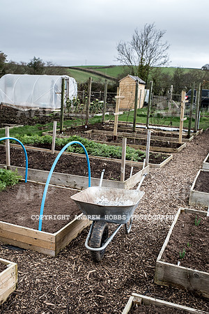 Williton Allotment-7026