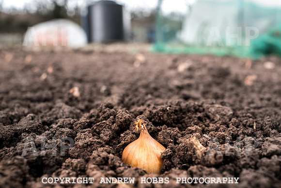Williton Allotment-7030