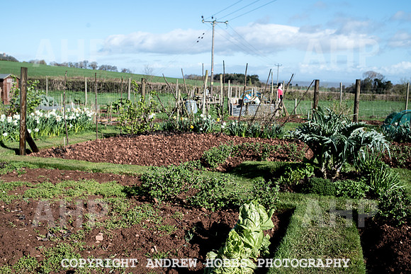 Carhampton Allotment-7814