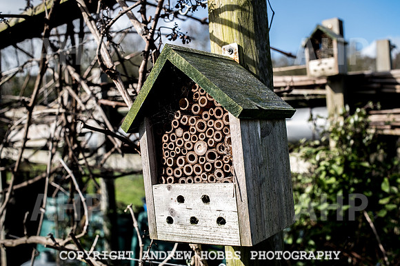 Carhampton Allotment-7819