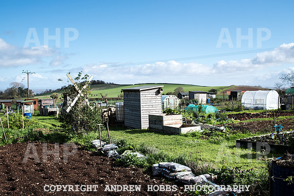 Carhampton Allotment-7822
