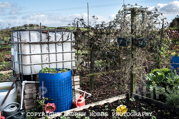 Carhampton Allotment-7823