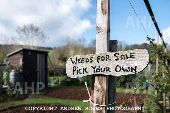 Carhampton Allotment-7827