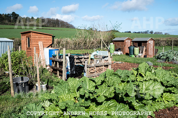 Carhampton Allotment-7841