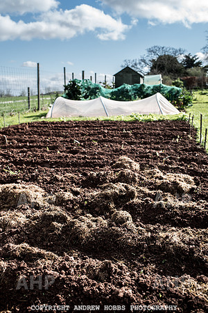 Carhampton Allotment-7852