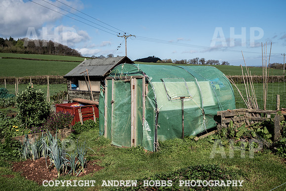 Carhampton Allotment-7857