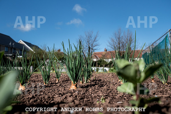 Minehead Allotments-7879