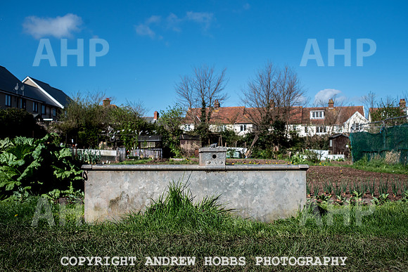 Minehead Allotments-7882