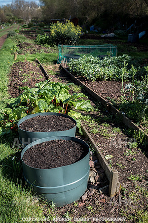 Minehead Allotments-7889