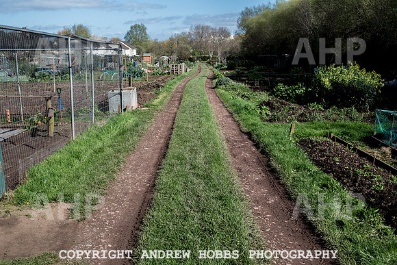 Minehead Allotments-7890