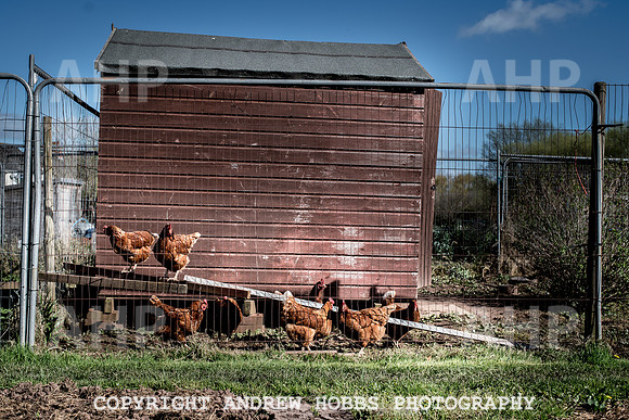 Minehead Allotments-7898