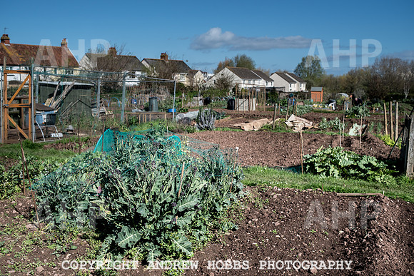 Minehead Allotments-7900