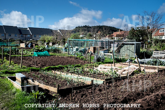 Minehead Allotments-7902