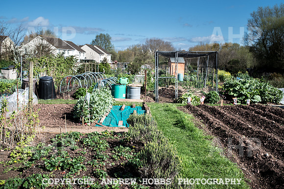 Minehead Allotments-7903