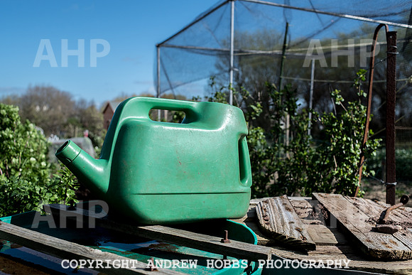 Minehead Allotments-7917