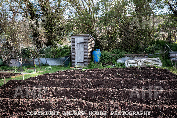 Minehead Allotments-7918