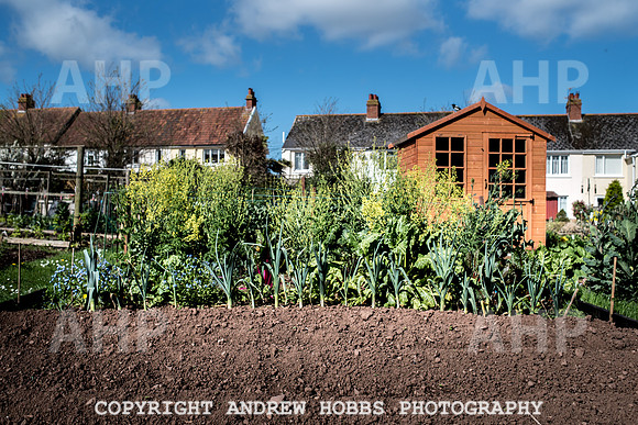 Minehead Allotments-7920