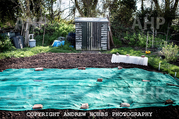 Minehead Allotments-7926