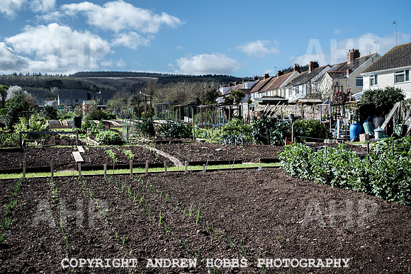 Minehead Allotments-7930