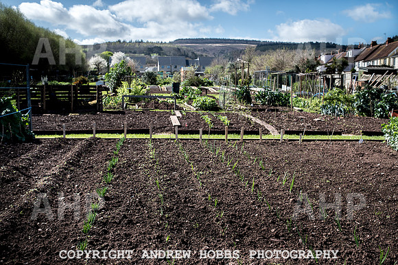 Minehead Allotments-7931