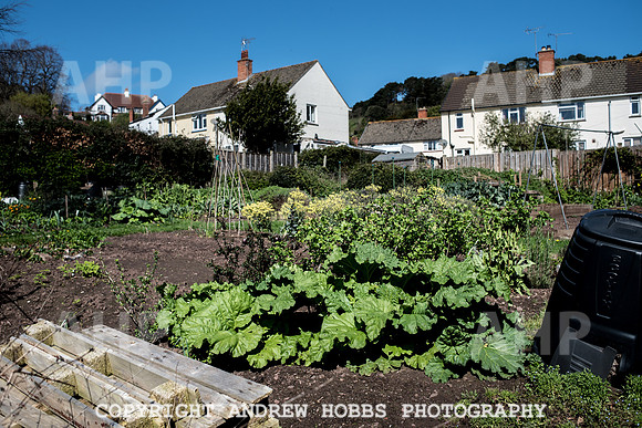 North Hill Minehead Allotments-7932