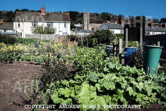 North Hill Minehead Allotments-7933