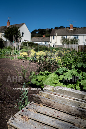 North Hill Minehead Allotments-7935