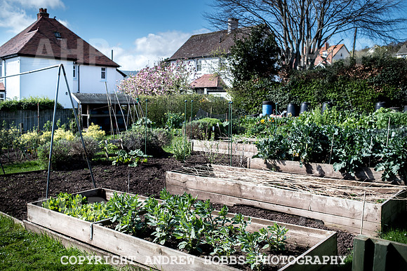 North Hill Minehead Allotments-7937