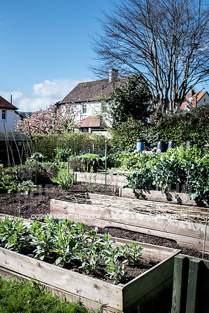 North Hill Minehead Allotments-7938