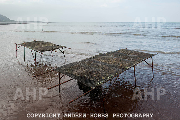 Porlock Oyster Beds 022